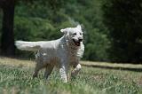 GOLDEN RETRIEVER 1179